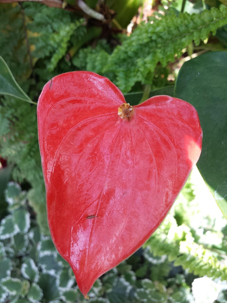 heart flower